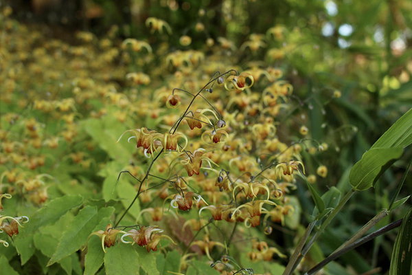 Epimedium 'Amber Queen' 